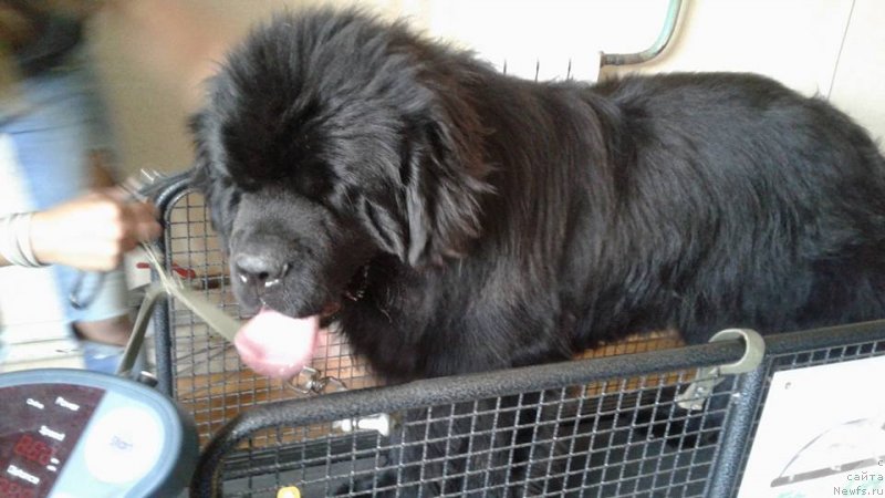 Фото: ньюфаундленд Злато Волмари Босс