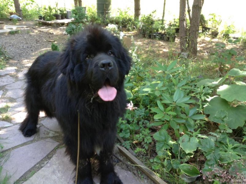 Фото: ньюфаундленд Злато Волмари Босс