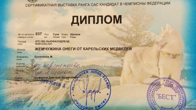 Фото: ньюфаундленд Жемчужина Онеги от Карельских Медведей