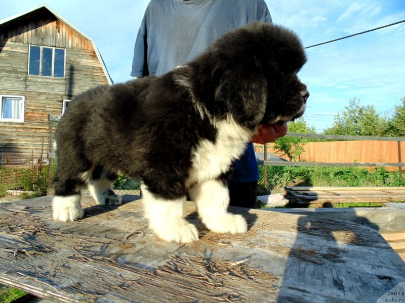 Фото: ньюфаундленд Жан Шер от Карельских Медведей