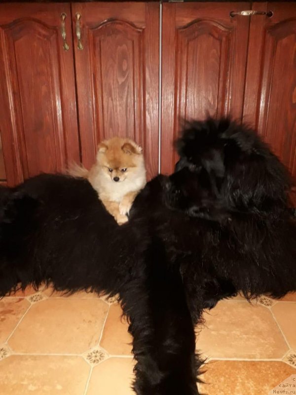 Фото: ньюфаундленд Моя Стихия Императрица Мария