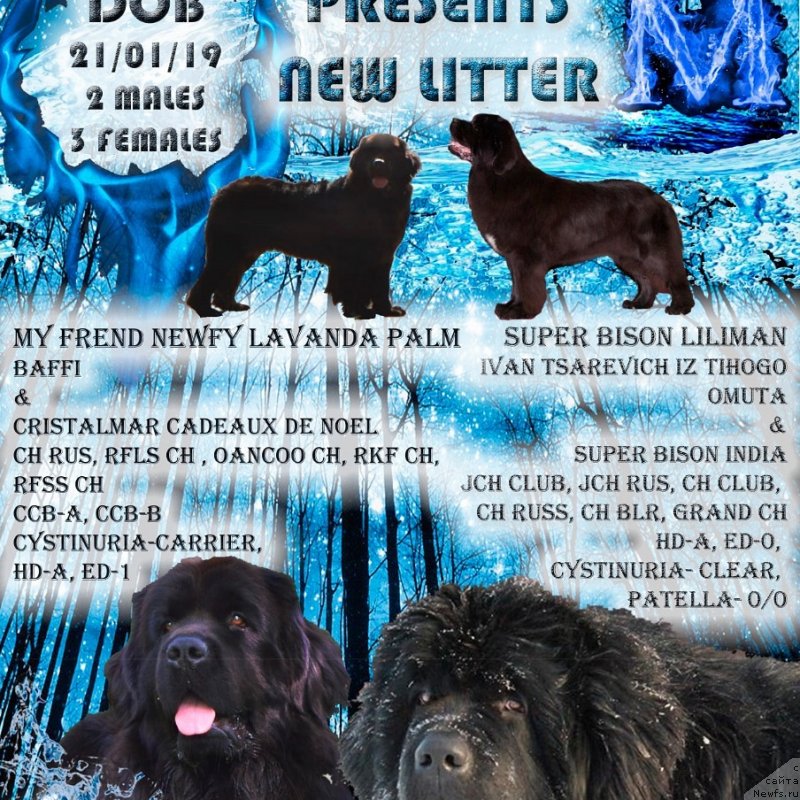 Фото: ньюфаундленд Май Френд Ньюфи Лавендэ Палм (May Frend Newfy Lavender Palm)