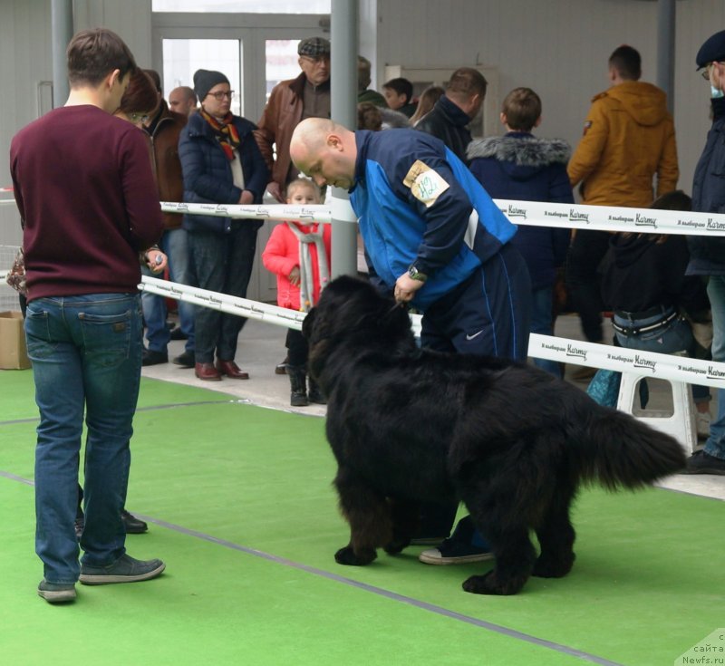 Фото: ньюфаундленд Наследница с Берега Дона (Naslednica s Berega Dona)