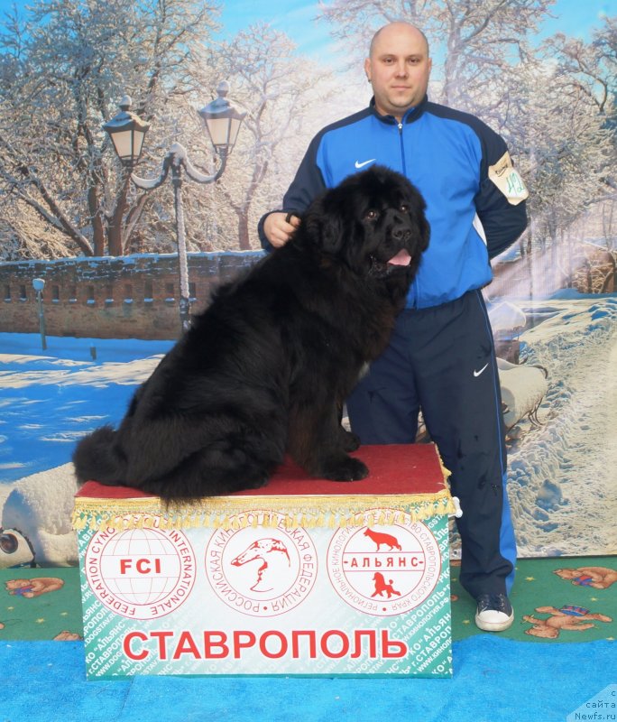 Фото: ньюфаундленд Наследница с Берега Дона (Naslednica s Berega Dona)