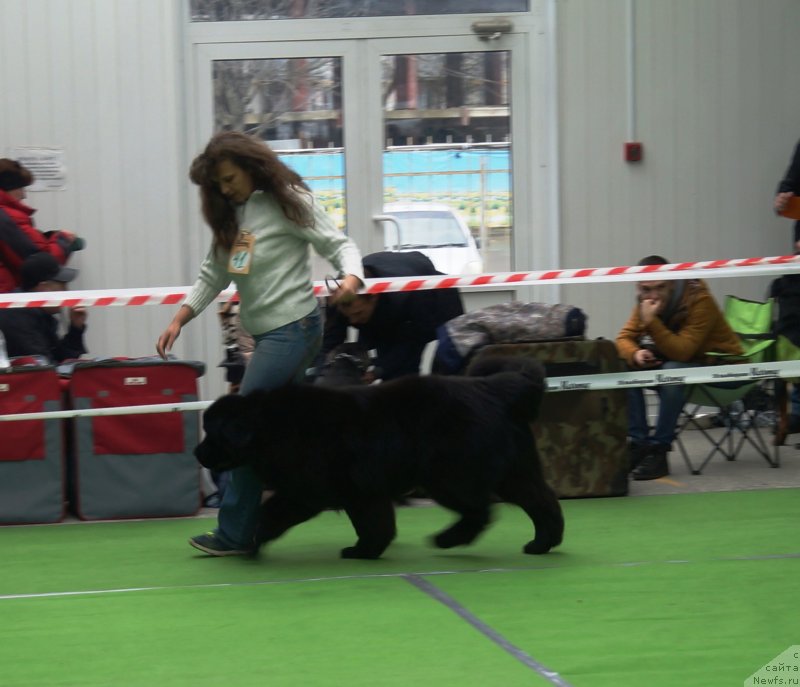 Фото: ньюфаундленд Дитя Назарета Рэм