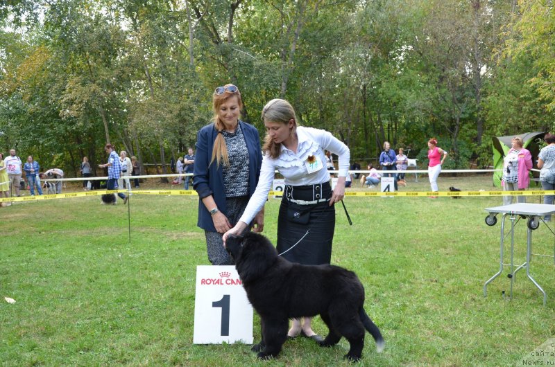 Фото: ньюфаундленд Элис Блюз Потап Потапыч