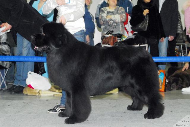 Фото: ньюфаундленд О Блек Диамонд Литтл Беар (O Black Diamond Little Bear)