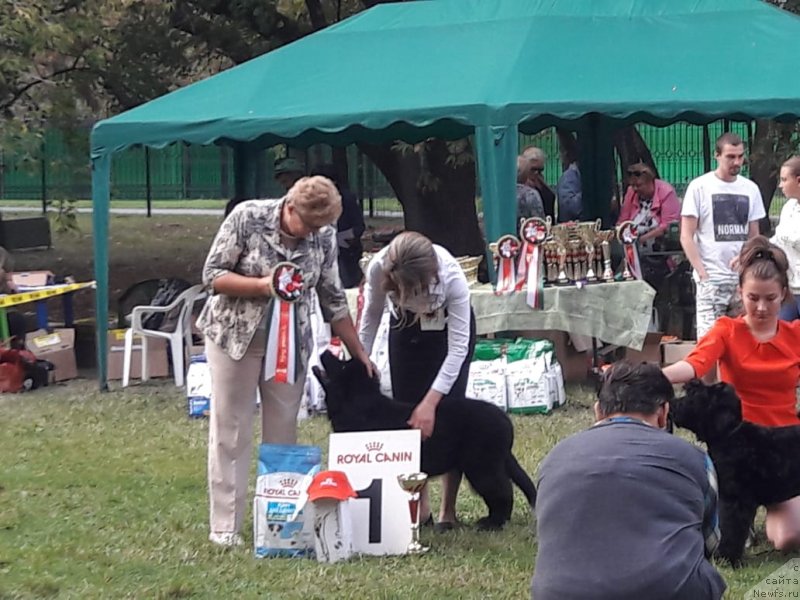 Фото: ньюфаундленд Элис Блюз Потап Потапыч