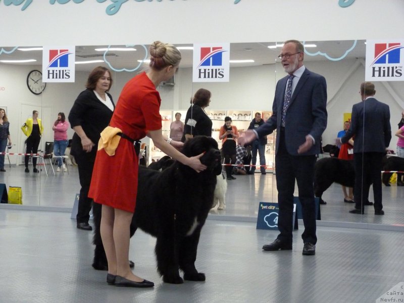 Фото: ньюфаундленд Элис Блюз Подарок Судьбы