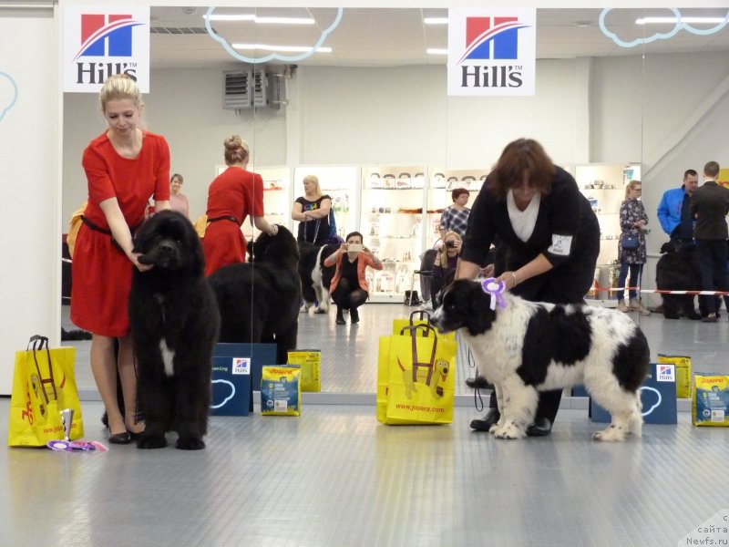 Фото: ньюфаундленд Элис Блюз Подарок Судьбы