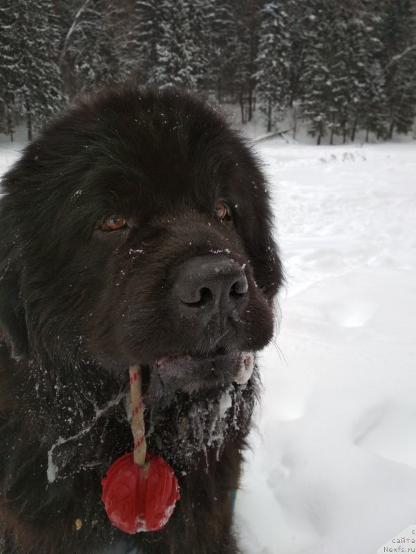 Фото: ньюфаундленд Матвей с Берега Дона (Matvey s Berega Dona)