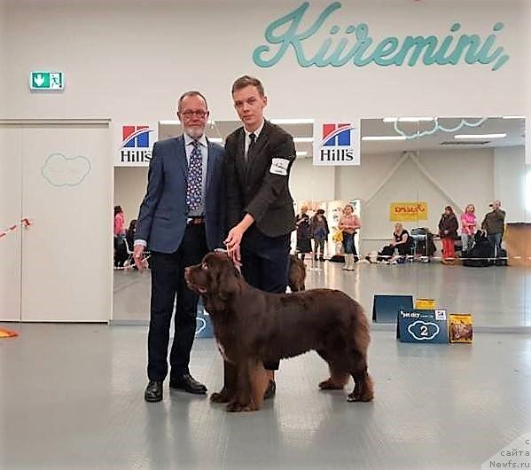 Фото: ньюфаундленд Браунблад МСК Альпина Гуардиан Соул (Brownblood MSK Alpina Guardian Soul)