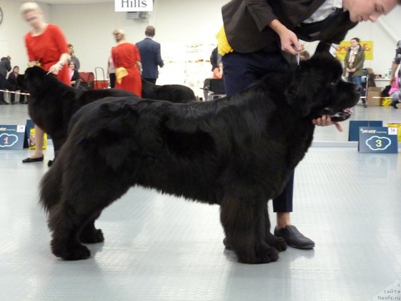 Фото: ньюфаундленд Браунблад МСК Амадей-Дефендер (Brownblood MSK Amadey-Defender)