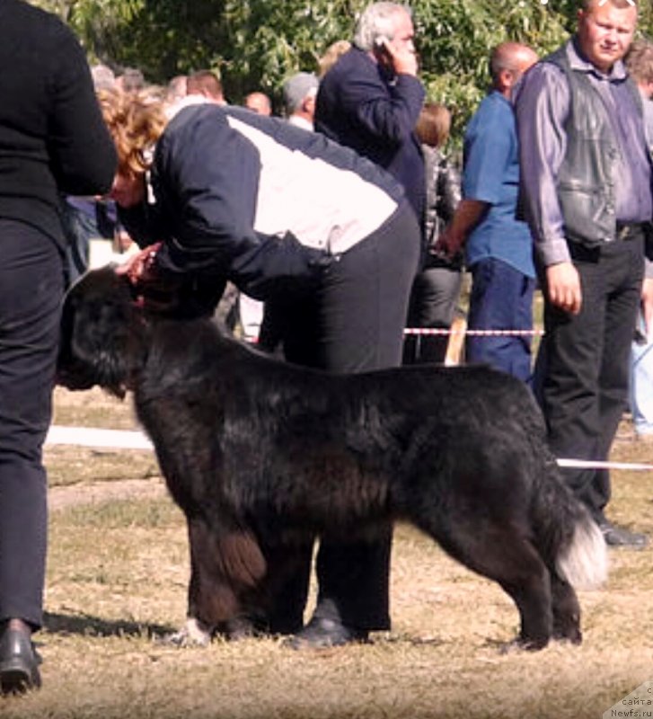 Фото: Assol'tenderness Aqua Pearl (Ассоль), ньюфаундленд Assol'tenderness Aqua Pearl