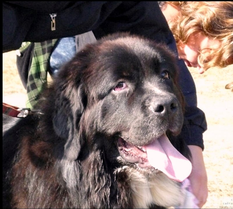 Фото: Assol'tenderness Aqua Pearl (Ассоль)