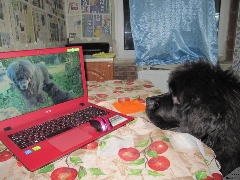 Фотография № 241598