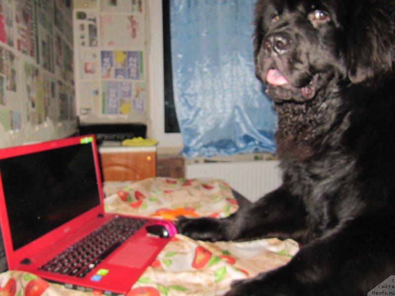 Фотография № 241599