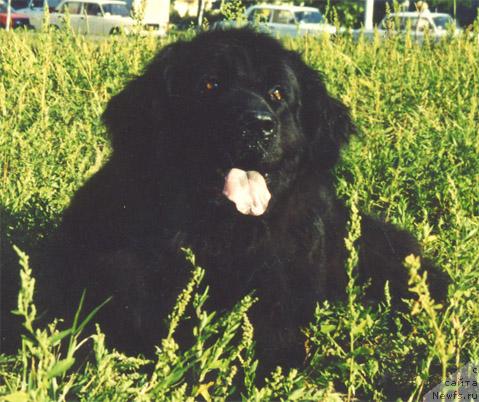 Фото: ньюфаундленд Айдана Бин-Бий