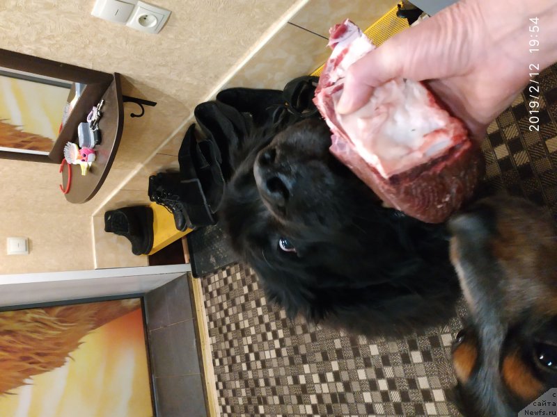 Фото: ньюфаундленд Кайден Плейфул (Kaiden Playful)