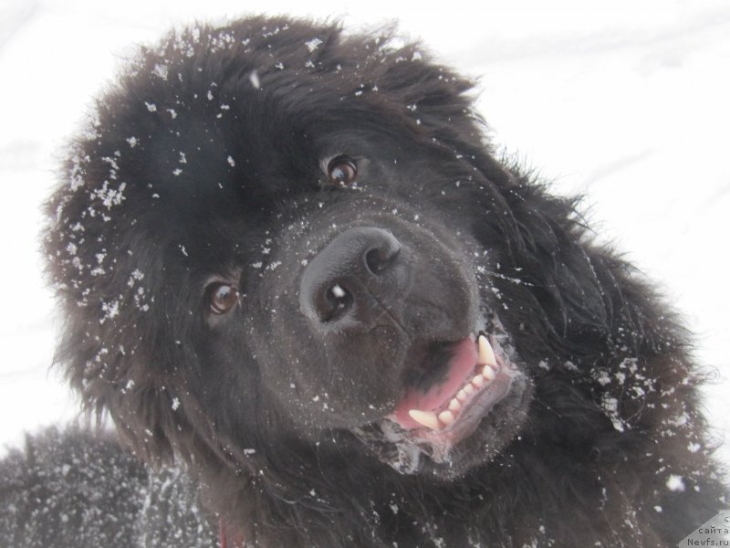 Фотография № 241605