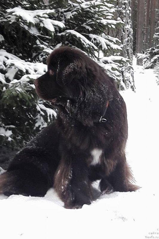 Фото: ньюфаундленд Браунблад МСК Альпина Гуардиан Соул (Brownblood MSK Alpina Guardian Soul)