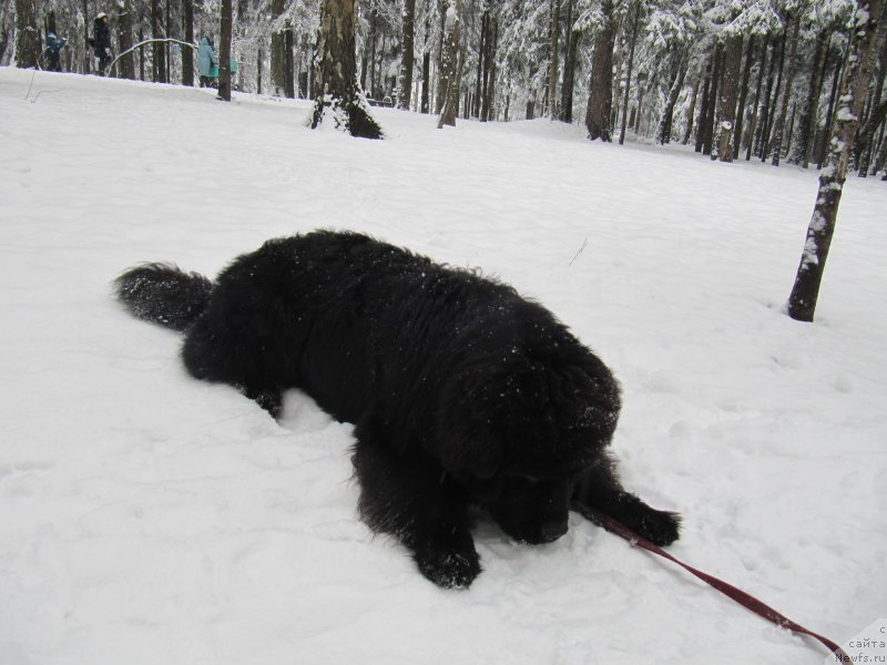 Фотография № 241612