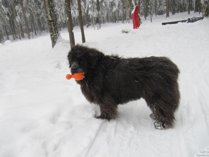 Фотография № 241617