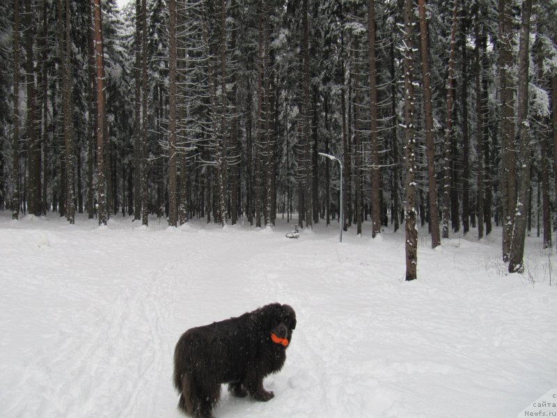 Фотография № 241621