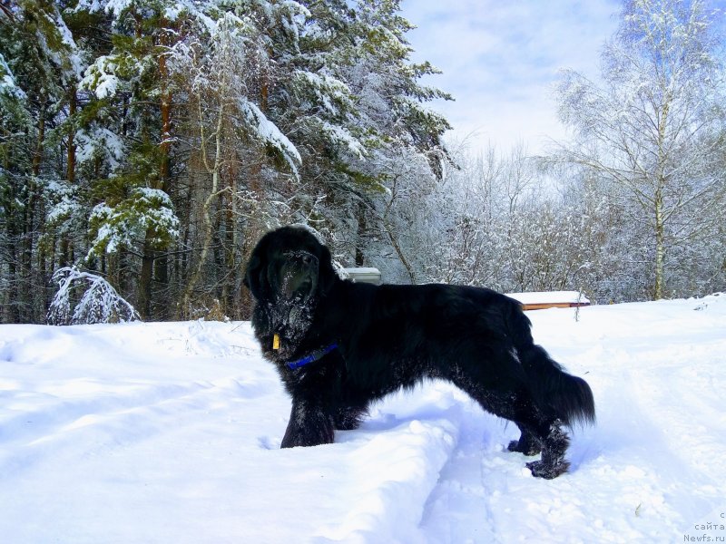 Фото: ньюфаундленд Черный Чанк с Берега Дона (Chernyj Chank s Berega Dona)