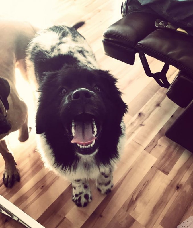 Фото: ньюфаундленд Обуш Шед Кисейная Барышня (Obush Shed Kiseynaya Baryshnya)