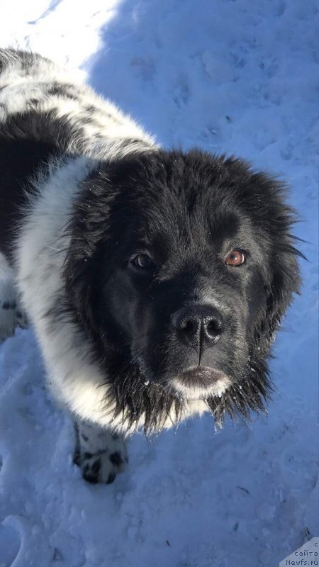 Фото: ньюфаундленд Обуш Шед Кисейная Барышня (Obush Shed Kiseynaya Baryshnya)