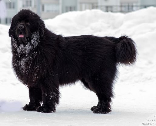 Фото: ньюфаундленд Инвайтинг Лук оф Лав (Inviting Look of Love), ньюфаундленд Инвайтинг Лук оф Лав (Inviting Look of Love)