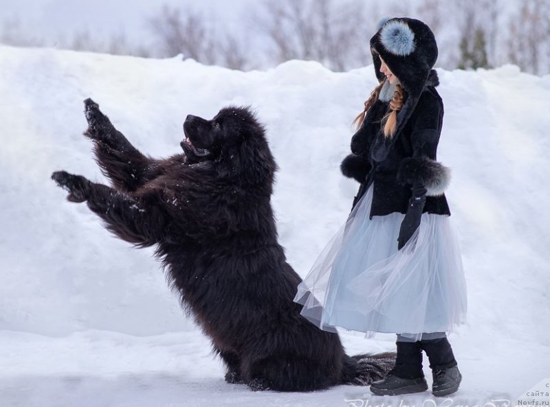 Фото: ньюфаундленд Инвайтинг Лук оф Лав (Inviting Look of Love)