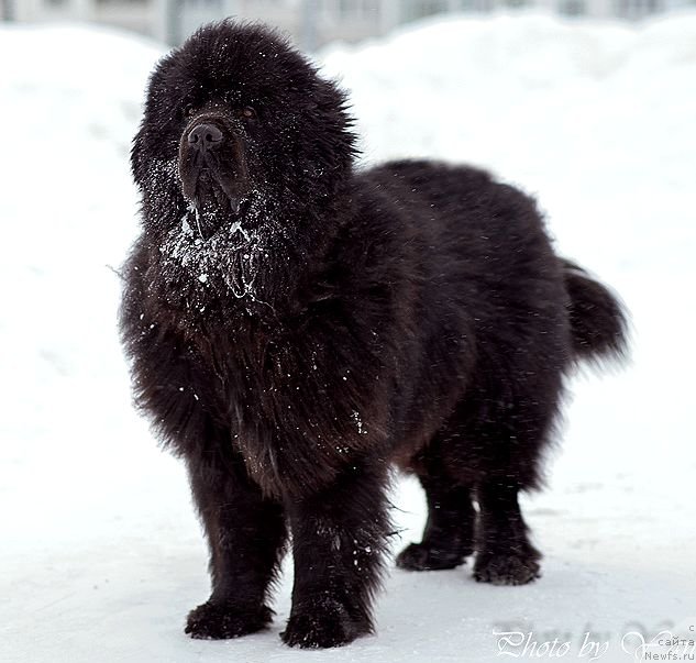 Фото: ньюфаундленд Инвайтинг Лук оф Лав (Inviting Look of Love)