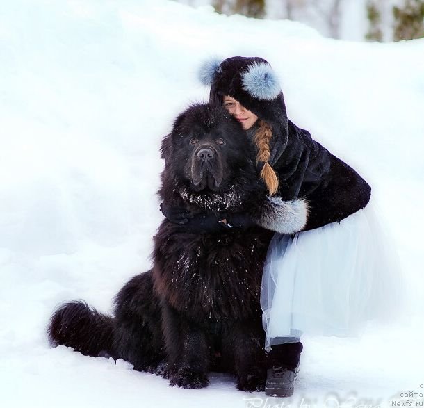 Фото: ньюфаундленд Инвайтинг Лук оф Лав (Inviting Look of Love)