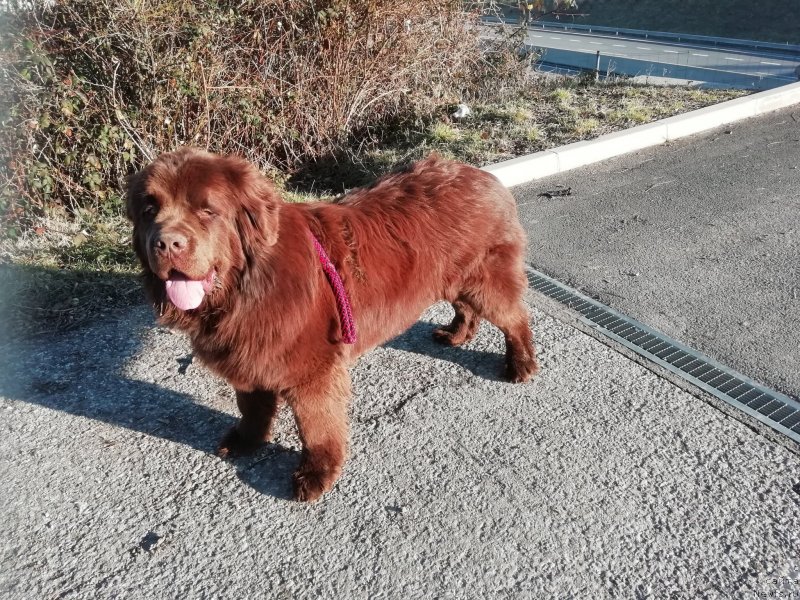 Фото: ньюфаундленд Обуш Шед Ину Но Кума (Obush Shed Inu No Kuma)