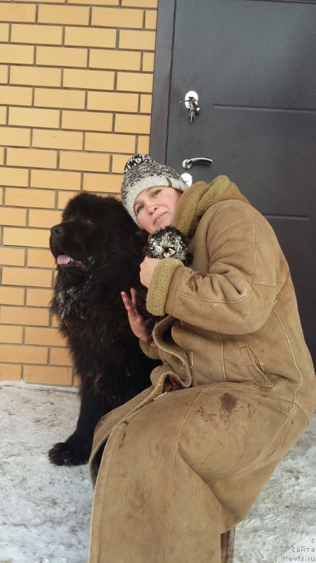 Фото: ньюфаундленд Сириус Большой Пес