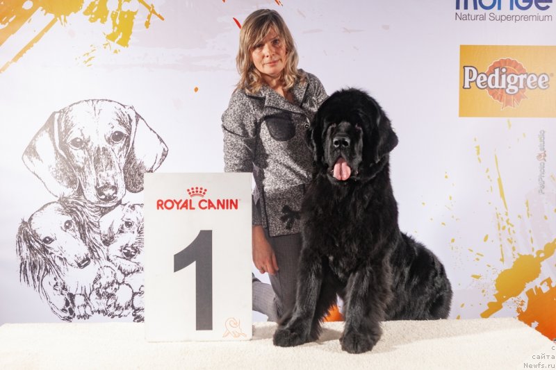 Фото: ньюфаундленд Супер Премиум Экселенс Эксесс (Super Premium Excellent Excess)