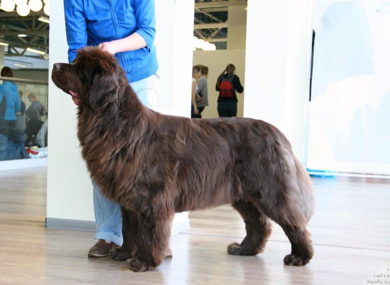 Фото: ньюфаундленд Браунблад МСК Дарлина Джой (Brownblood MSK Darlina Joy)