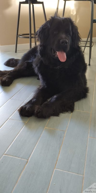 Фото: ньюфаундленд Янира Черная Жемчужина