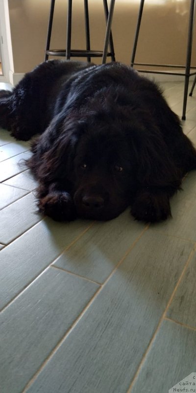 Фото: ньюфаундленд Янира Черная Жемчужина