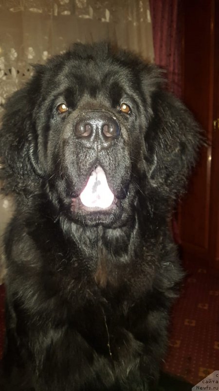Фото: ньюфаундленд Ярик Отважное Сердце