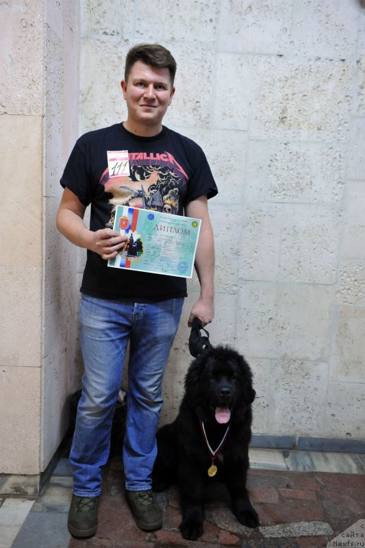 Фото: ньюфаундленд Яхонт Заветный Талисман