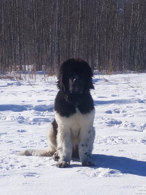 Фото: ньюфаундленд Супер Премиум Бурбон (Super Premium Burbon)