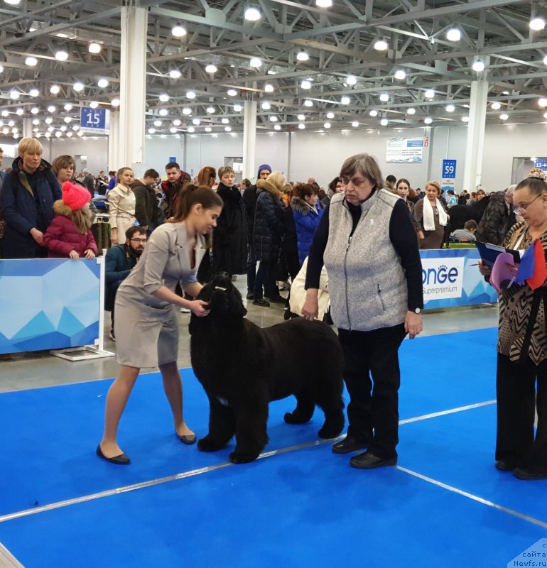 Фото: ньюфаундленд Акватория Келвин Навигатор (Aquatoriya Kelvin Navigator), Наталья Потехина