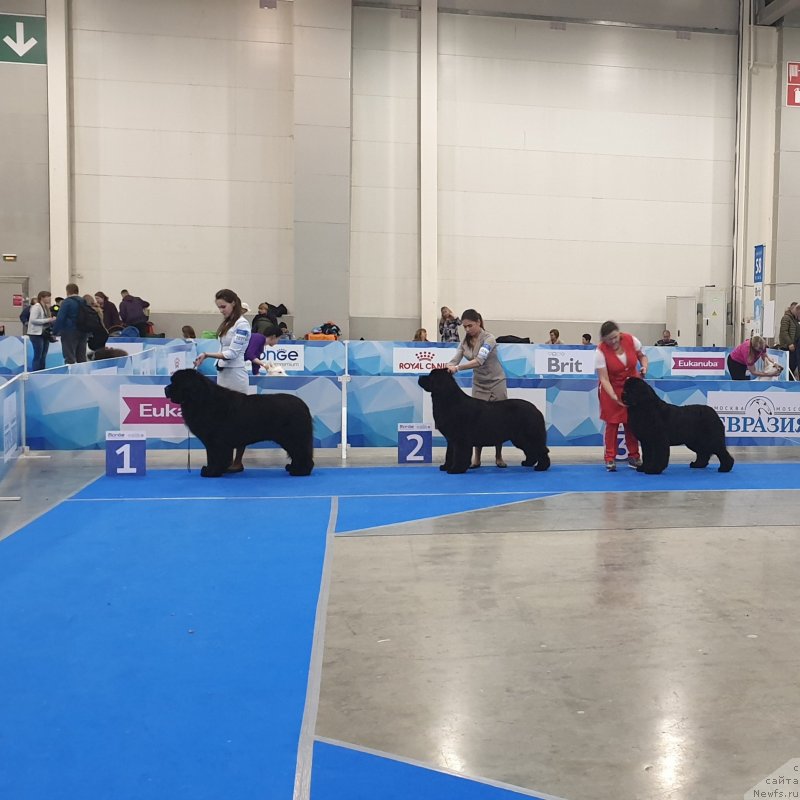 Фото: ньюфаундленд Cristalmar Mixed Emotion at Ursinus Velutus, ньюфаундленд Акватория Келвин Навигатор (Aquatoriya Kelvin Navigator), ньюфаундленд Disoranto Dark Temptation