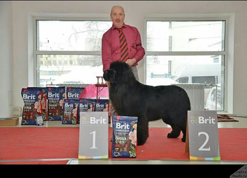 Фото: ньюфаундленд Сент Джонс Эксклюзив (Sent Djons Exclusive)