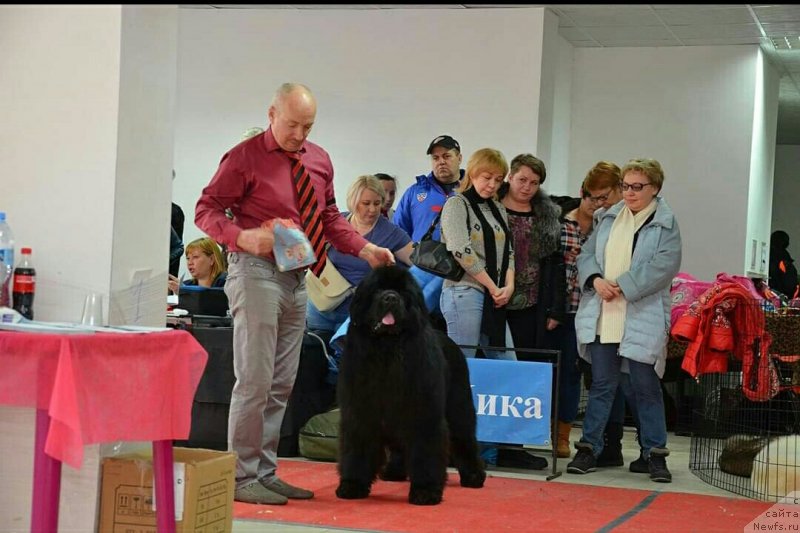 Фото: ньюфаундленд Сент Джонс Эксклюзив (Sent Djons Exclusive)