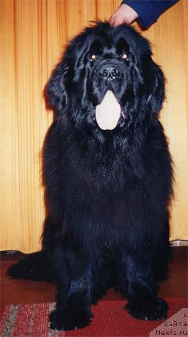 Фото: ньюфаундленд Frihedshabs Nat King Coole