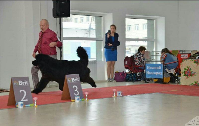 Фото: ньюфаундленд Сент Джонс Эксклюзив (Sent Djons Exclusive)